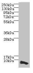 COX17 antibody