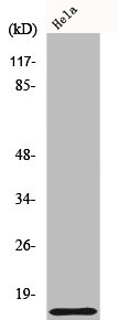 COX17 antibody