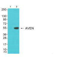 COX17 antibody