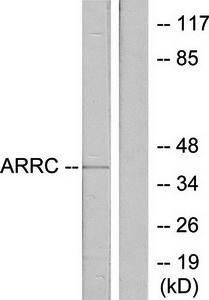 ARRC Antibody