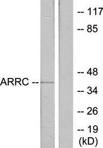 COX17 antibody