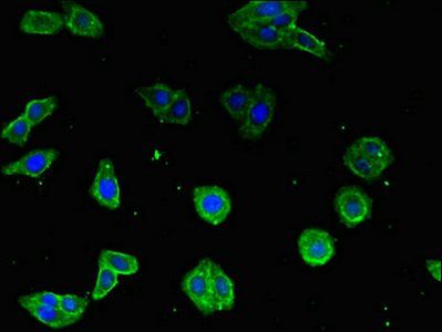 COX19 antibody