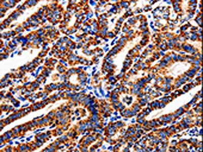 COX19 antibody