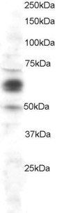 PTGS1 antibody