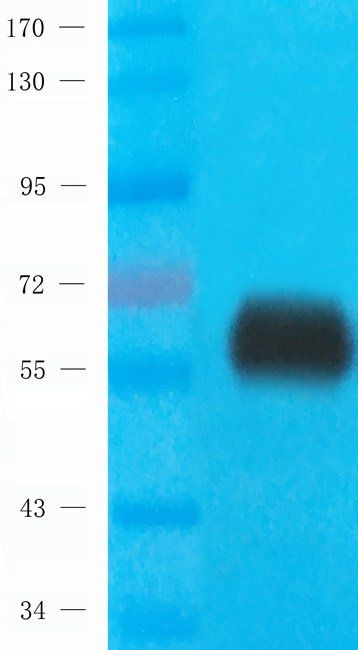 Cox2 antibody