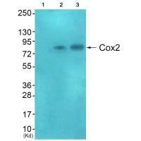 Cox2 antibody