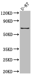 Cox2 antibody