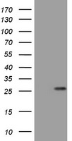 COX2 (PTGS2) antibody