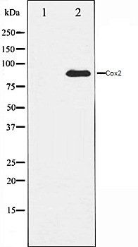Cox2 antibody