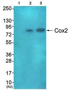 Cox2 antibody