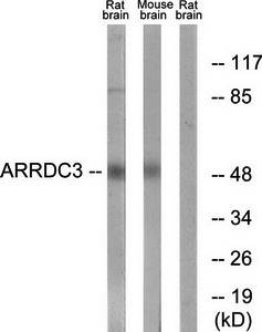 COX41 antibody