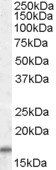 Goat anti-COX4I2 Antibody