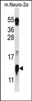 COX5A antibody