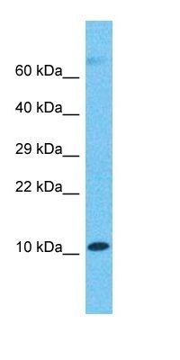 COX5B antibody