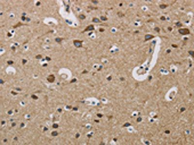 COX6B1 Antibody