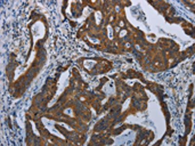 COX6B2 Antibody