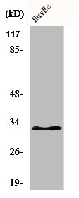 COX6C Antibody