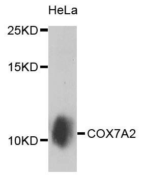 COX7A2 antibody