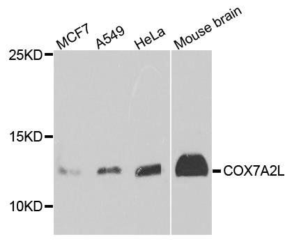 COX7A2L antibody
