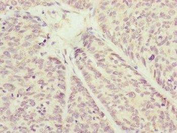 COX7A2L Antibody