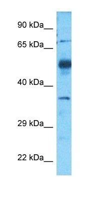 CP11A antibody