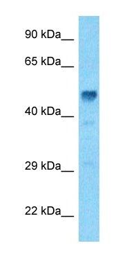 CP27A antibody