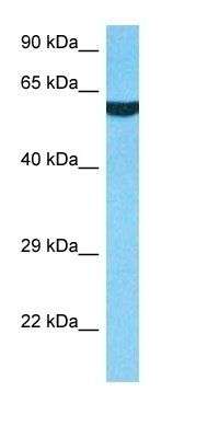 CP2E1 antibody