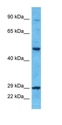 CP4F8 antibody