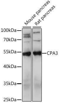 CPA3 antibody