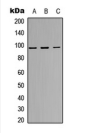 INSR (Phospho-Y1355) antibody