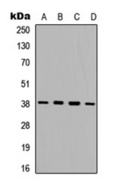 PRKAB1 antibody