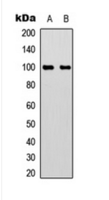 ACO1 (Phospho-S711) antibody