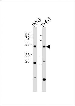 CPA5 antibody