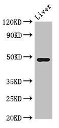 CPB2 antibody