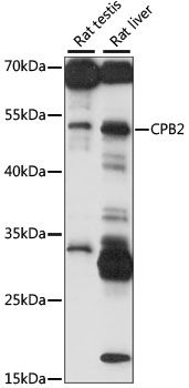 CPB2 antibody
