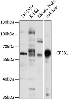 CPEB1 antibody