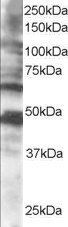 Goat anti-CPEB1 Antibody