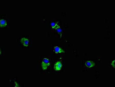 CPEB2 Antibody