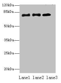 CPEB4 antibody