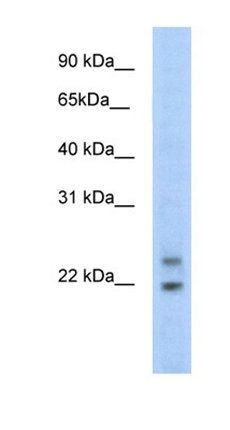 Cphx1 antibody