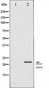 CPI17alpha antibody