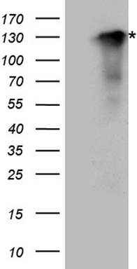 CPLANE2 antibody