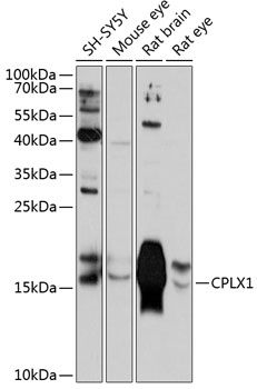CPLX1 antibody