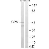 CPM antibody