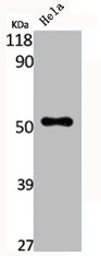 CPN1 Antibody