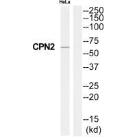 CPN2 antibody