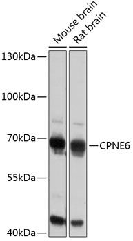 CPNE6 antibody