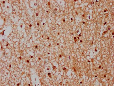 CPNE7 Antibody