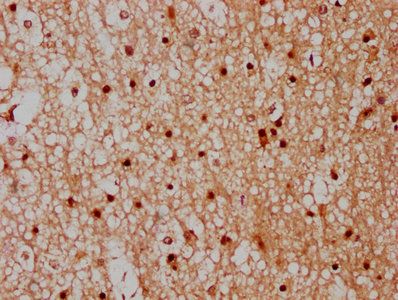 CPNE7 antibody