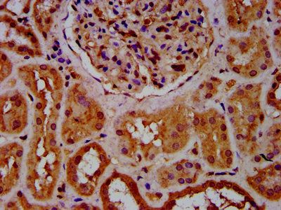 CPNE8 Antibody